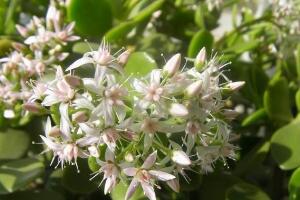 玉樹(shù)會(huì)開(kāi)花嗎，玉樹(shù)開(kāi)花的寓意是什么