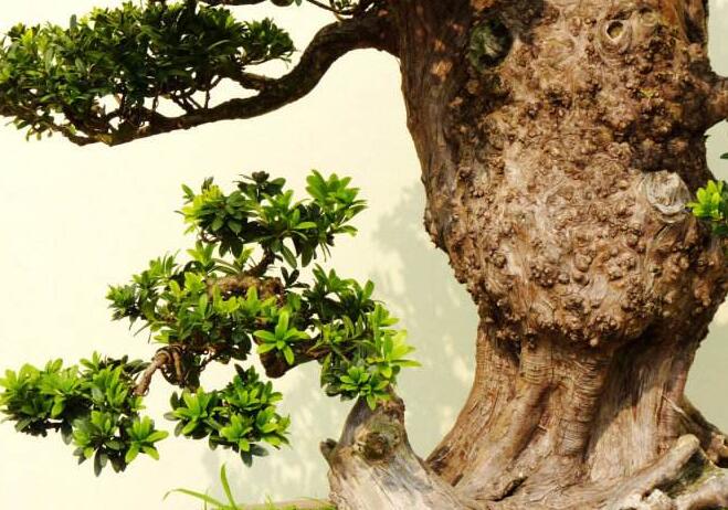 羅漢松最佳修剪時(shí)間，常年都可以進(jìn)行修剪