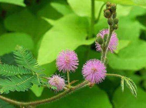 含羞草脫發(fā)能好嗎，能好/注意要有效避免接觸