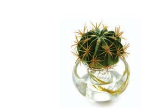 水培仙人球怎么養(yǎng)，教你六個(gè)最好步驟快速生根(7天)