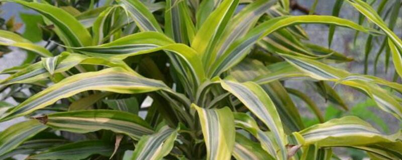 富貴竹發(fā)黃怎么辦