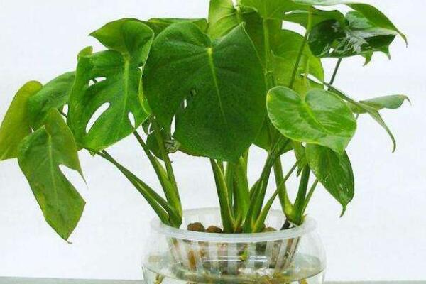 龜背竹可以扦插水培嗎，龜背竹水培扦插方法