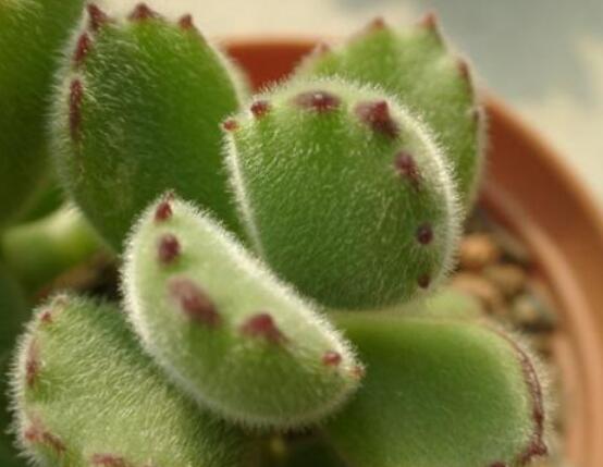 熊童子怎么養(yǎng)出紅爪子，保持足夠光照/做好澆水施肥