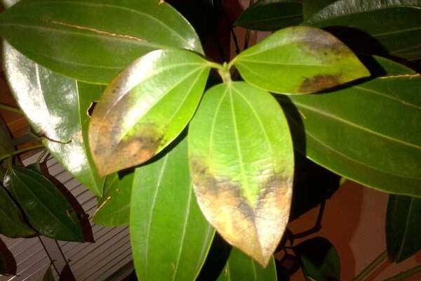 平安樹葉子發(fā)黃掉落，找到原因及時處理