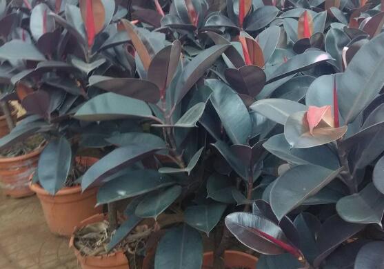 橡皮樹怎么換盆，教你四個簡單易學(xué)的方法