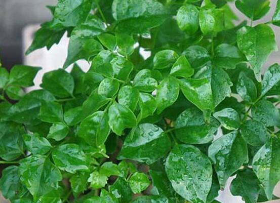 幸福樹的養(yǎng)殖方法，老農(nóng)教你八大基本養(yǎng)殖方法