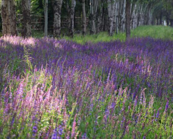 薰衣草與鼠尾草的區(qū)別，教你四種方法可變成火眼金睛