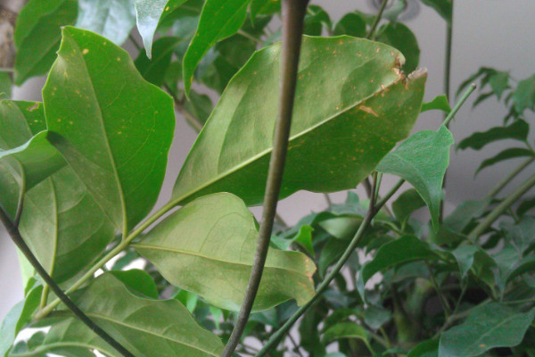 幸福樹葉子耷拉怎么辦，增光/通風(fēng)/控溫/殺蟲除菌