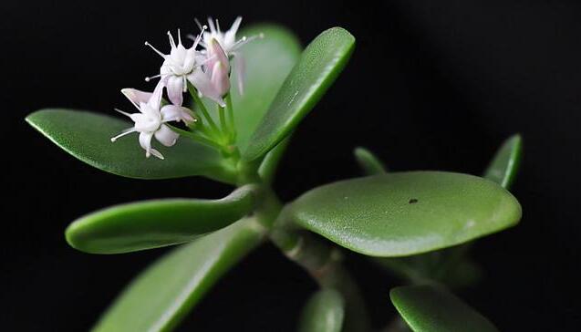 燕子掌植物怎么養(yǎng)，適宜的土壤和水份最關鍵