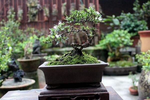 六月雪盆景造型圖解，造型固然重要剪后養(yǎng)護(hù)也不可忽視