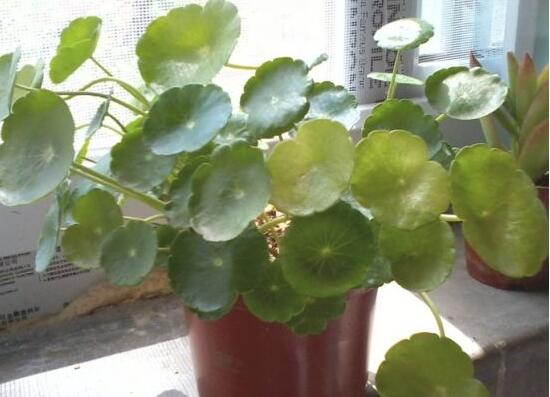 銅錢草葉子邊緣干枯，銅錢草葉子發(fā)黃怎么辦