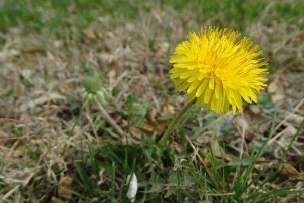 蒲公英可以水養(yǎng)嗎，水養(yǎng)蒲公英很難成活