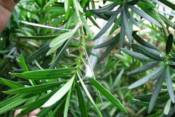 日本羅漢松的養(yǎng)殖方法，四個(gè)要點(diǎn)教你養(yǎng)日本羅漢松