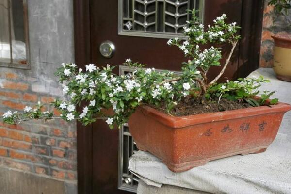 六月雪開花時間，每年的5-7月開花（6月開的最旺）