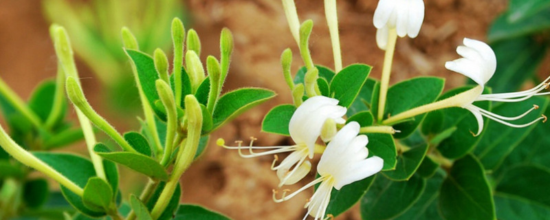 金銀花盆栽冬天怎么養(yǎng)