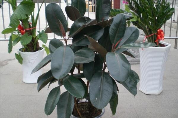 橡皮樹寓意是什么，招財旺運、吉祥如意