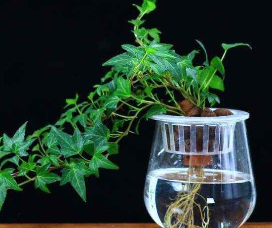 常春藤水培怎么生根快，教你六大方法快速生根