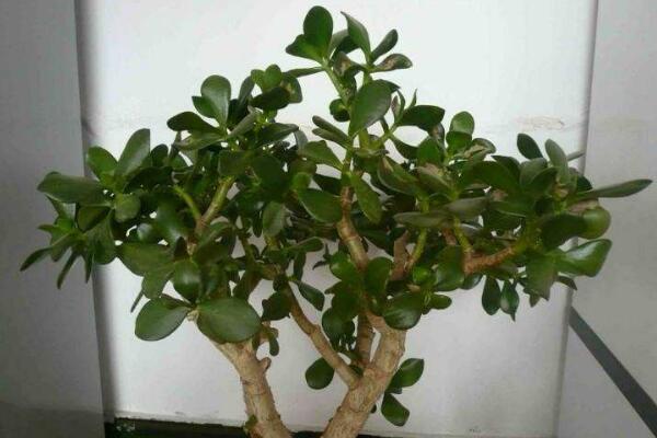 玉樹的養(yǎng)殖方法和病蟲害防治，詳細介紹四步養(yǎng)護三種病害