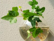常春藤怎么水培，勤換水并且第一次要澆透營(yíng)養(yǎng)液
