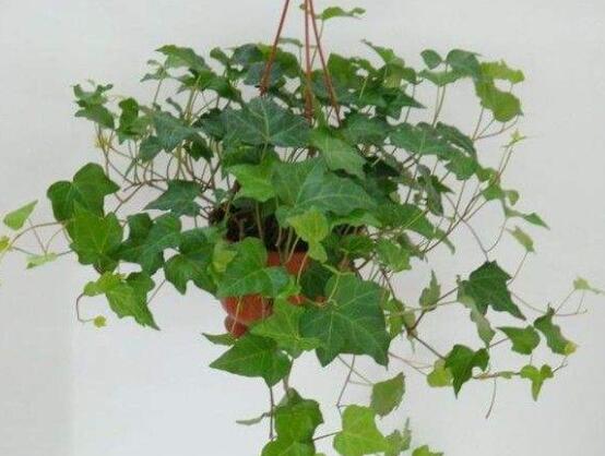 常春藤干枯了還會活嗎，干枯后存活四種解決辦法