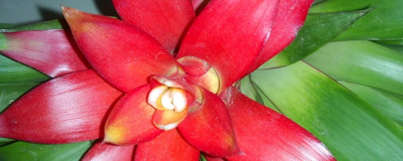 鴻運當(dāng)頭花怎樣移植