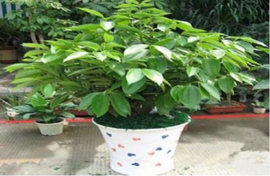 平安樹(shù)為什么不發(fā)新芽，三種原因以及解決方法