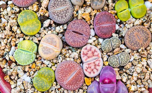 生石花怎么澆水，根據(jù)土壤的干濕程度來(lái)衡量澆水程度