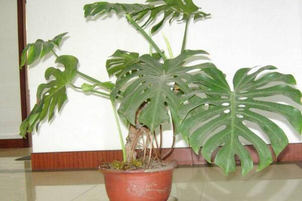 龜背竹氣根水培會發(fā)芽嗎，氣根植入水中可促進植株的生長