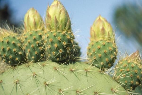 仙人掌爛半截怎么辦，切除發(fā)爛組織、換土消毒重新栽培