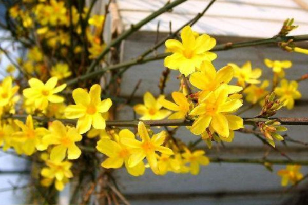 迎春花會(huì)爬藤嗎