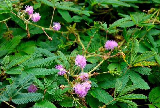 含羞草有毒嗎可以碰嗎，毒性比較輕微/盡量別長(zhǎng)時(shí)間接觸