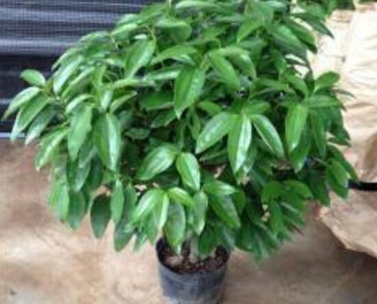 平安樹爛根怎么辦，平安樹爛根處理方法