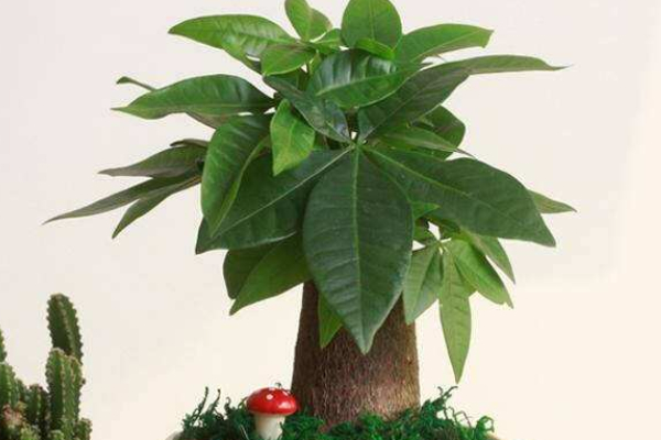 發(fā)財(cái)樹(shù)澆水往哪里澆