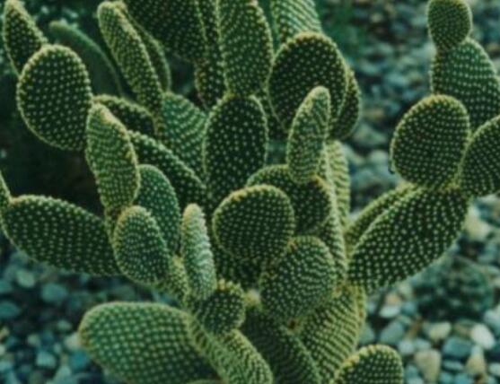 仙人掌怎么移植，用土覆蓋全根系、壓實(shí)土壤固定