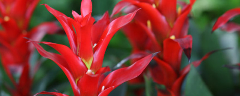 鴻運當(dāng)頭不分株可以嗎