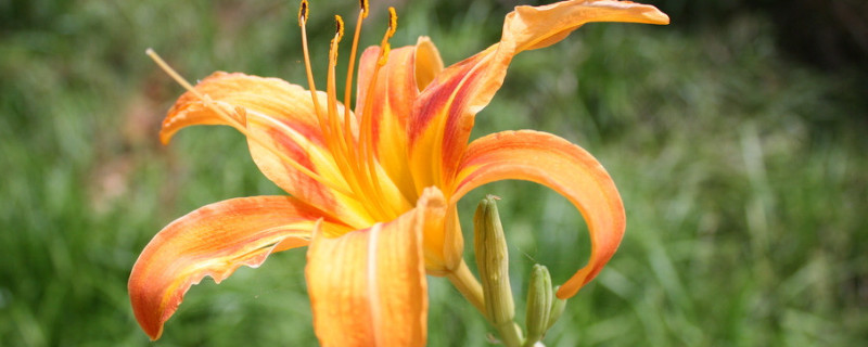 百合花一年開幾次花期