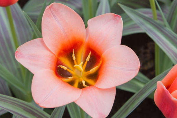 郁金香水培能長(zhǎng)出新的種子嗎