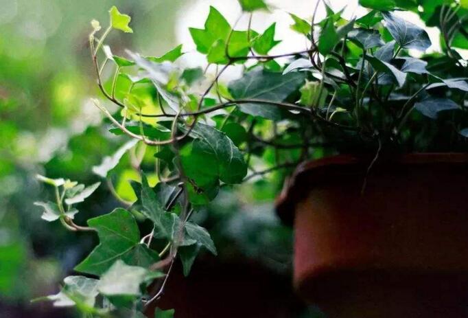 常春藤的作用，綠化環(huán)境凈化空氣