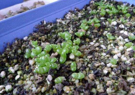 多肉碧光環(huán)種子種植，老農(nóng)總結(jié)最簡單易學六點基本步驟