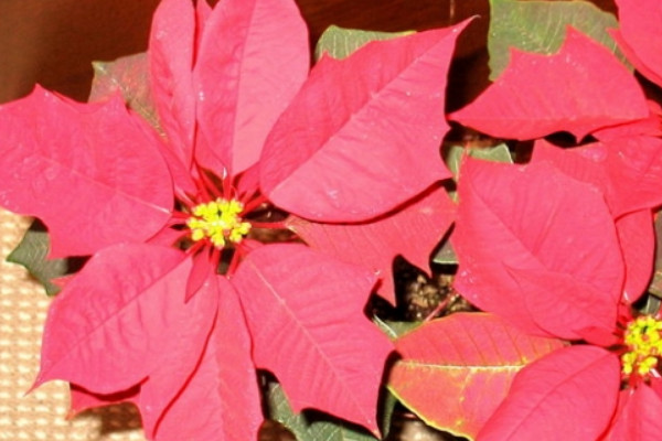 一品紅葉子上有白色點(diǎn)