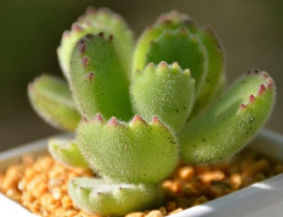 熊童子開花要施肥嗎，施以磷鉀肥為主/35度以上停止施肥