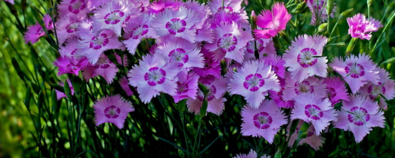 康乃馨花語(yǔ)代表什么