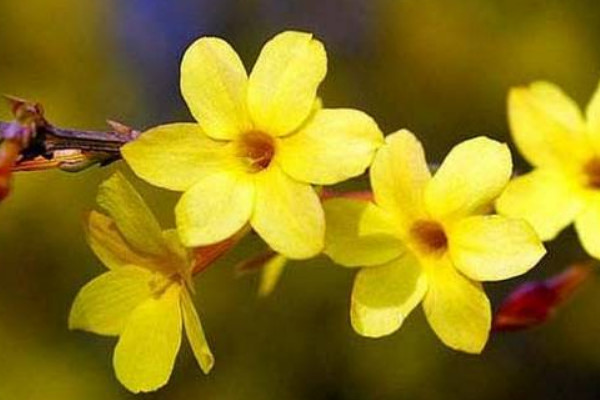 迎春怎樣修剪才能開(kāi)花多