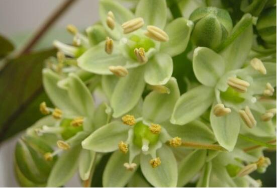 欣賞好看的萬年青圖片，枝葉青翠、紅如珊瑚、艷似瑪瑙