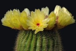 仙人球花的藥用價(jià)值，清熱解毒、行氣止痛、還能降血壓