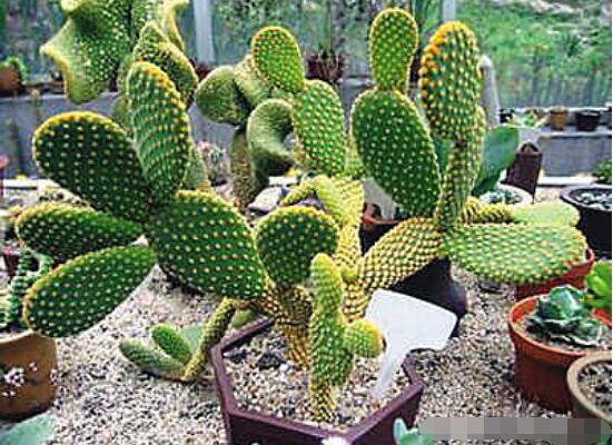 仙人掌適合在室內(nèi)種植嗎，吸收二氧化碳、釋放氧氣/天然氧吧