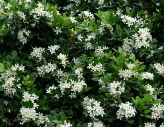 九里香盆景修剪，老農(nóng)總結(jié)四大基本步驟(摘心/摘芽/修枝/摘葉)