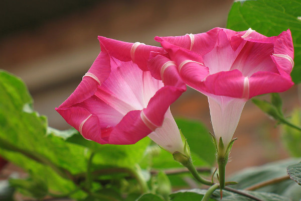 牽?；ㄩL得高是因?yàn)槭裁? src="/nongchan/d/file/20201223/vvwgdyrpghl.jpg" / data-0vvm="ftUCa1"></p>
<p data-3M1K="fcDxDJ">
	牽?；ㄩL得高是因?yàn)闋颗；ㄊ翘俾仓?，植株在生長的過程中會(huì)依附著周圍的建筑或者植株向上生長，所以牽?；ㄩL得高，而且牽牛花在生長的過程中會(huì)一直纏繞著其他植株向上生長，如果已經(jīng)到達(dá)了植株的最高點(diǎn)，就會(huì)向下生長。</p>
<p data-JYun="r4xv49">
	<strong data-5yZM="lx7zY4">2、施肥不當(dāng)</strong></p>
<p data-ei4N="K0CR5l">
	<img alt=