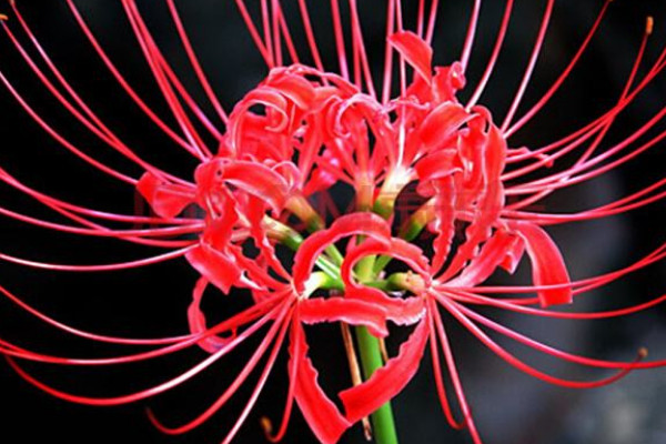 彼岸花夏天中什么時(shí)候發(fā)芽