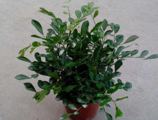 九里香剪枝后多久開花，春季修剪最佳/百天后花開爆盆